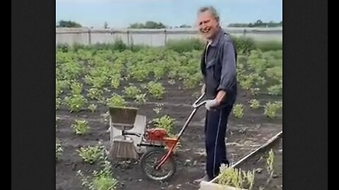 A Device For Collecting Colorado Potato Beetles - HaloTech