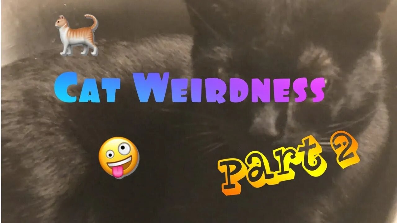 Cat Weirdness - Part 2