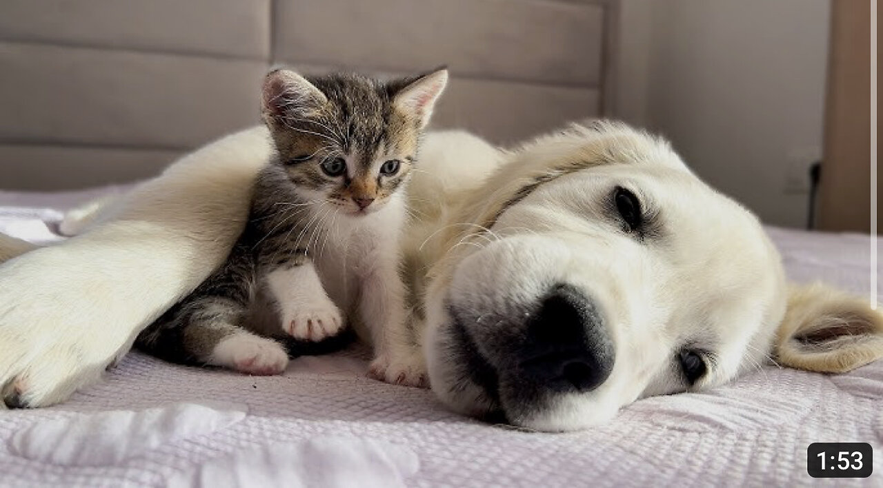 Tiny Kitten Wakes Up Golden Retriever Puppy [Cuteness Overload]