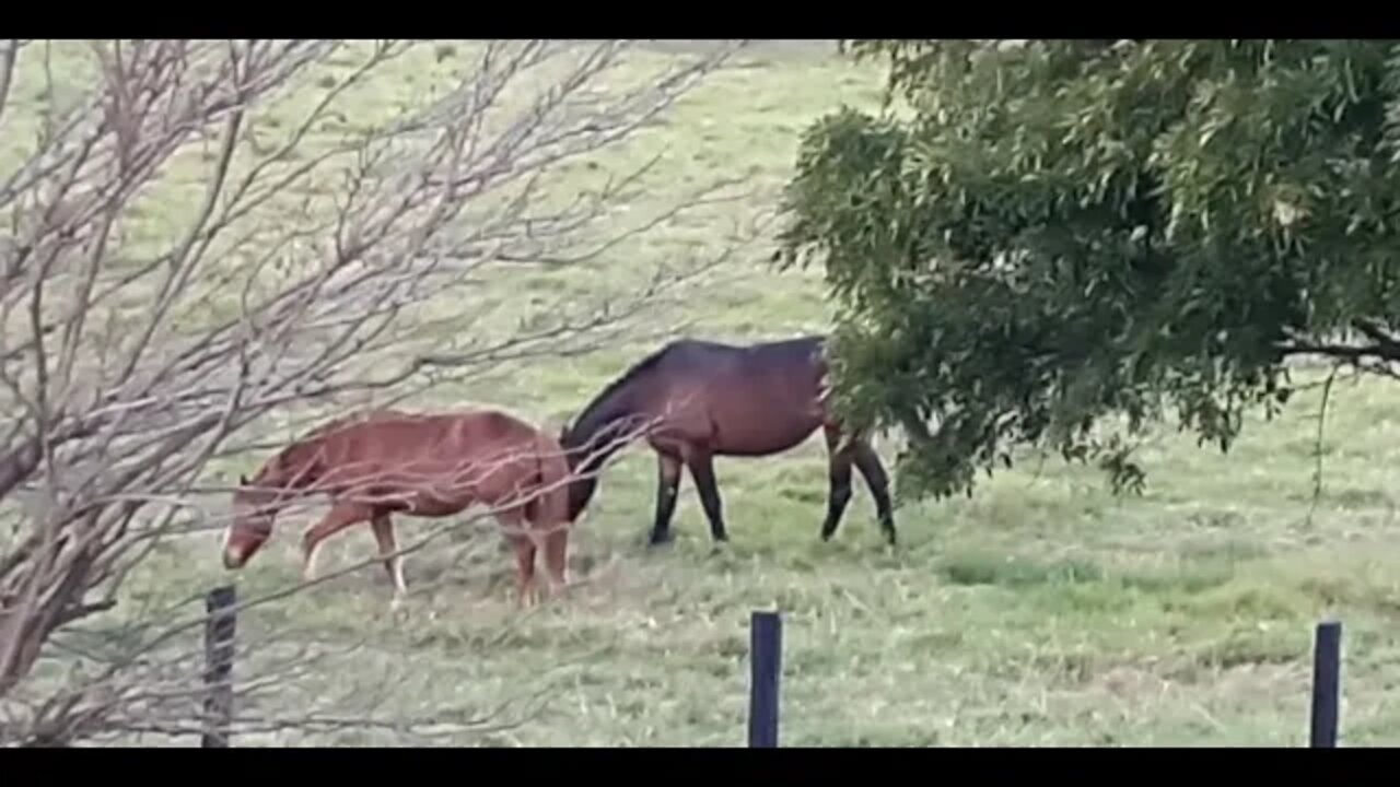 Spying on the horses. The herd stays close together as night falls, some mutual grooming