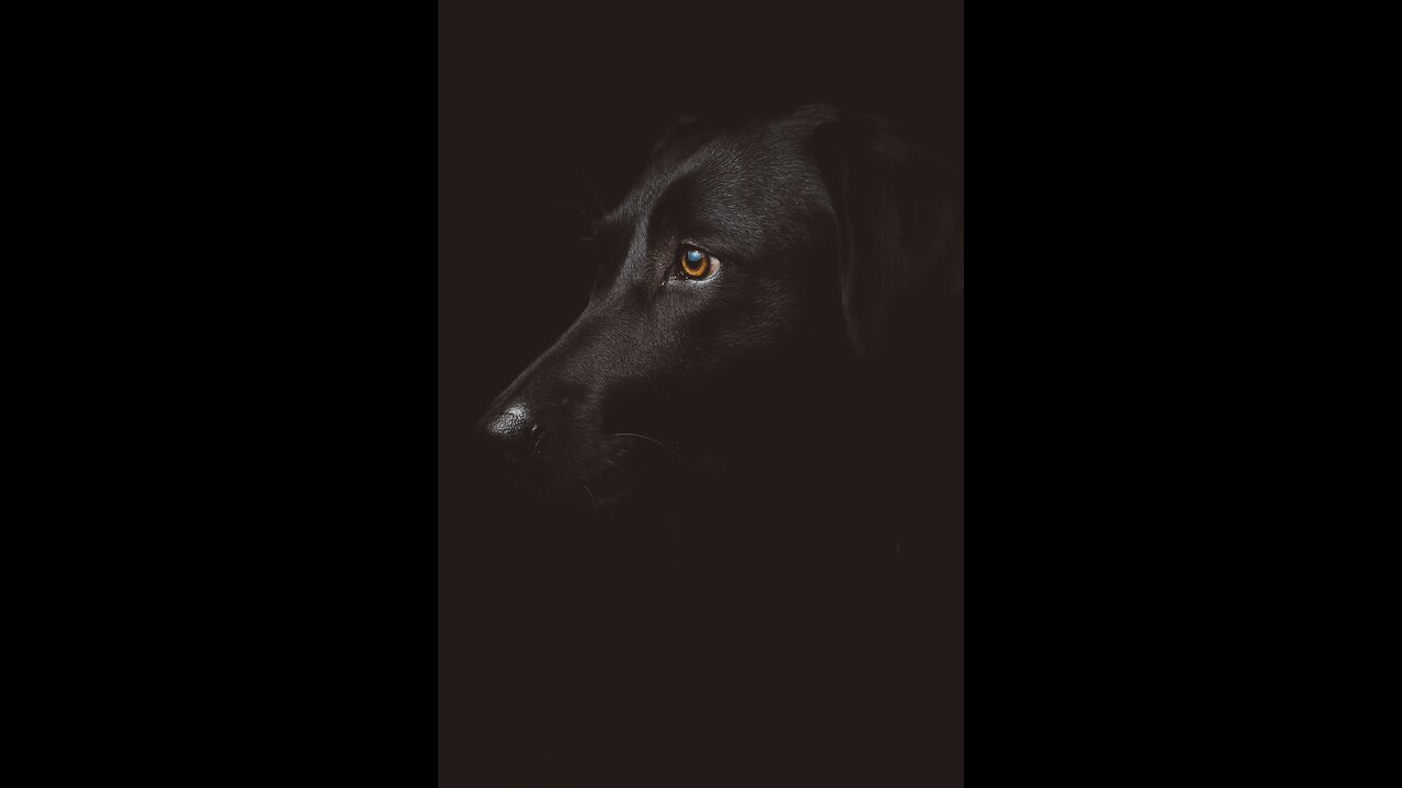 Funny video