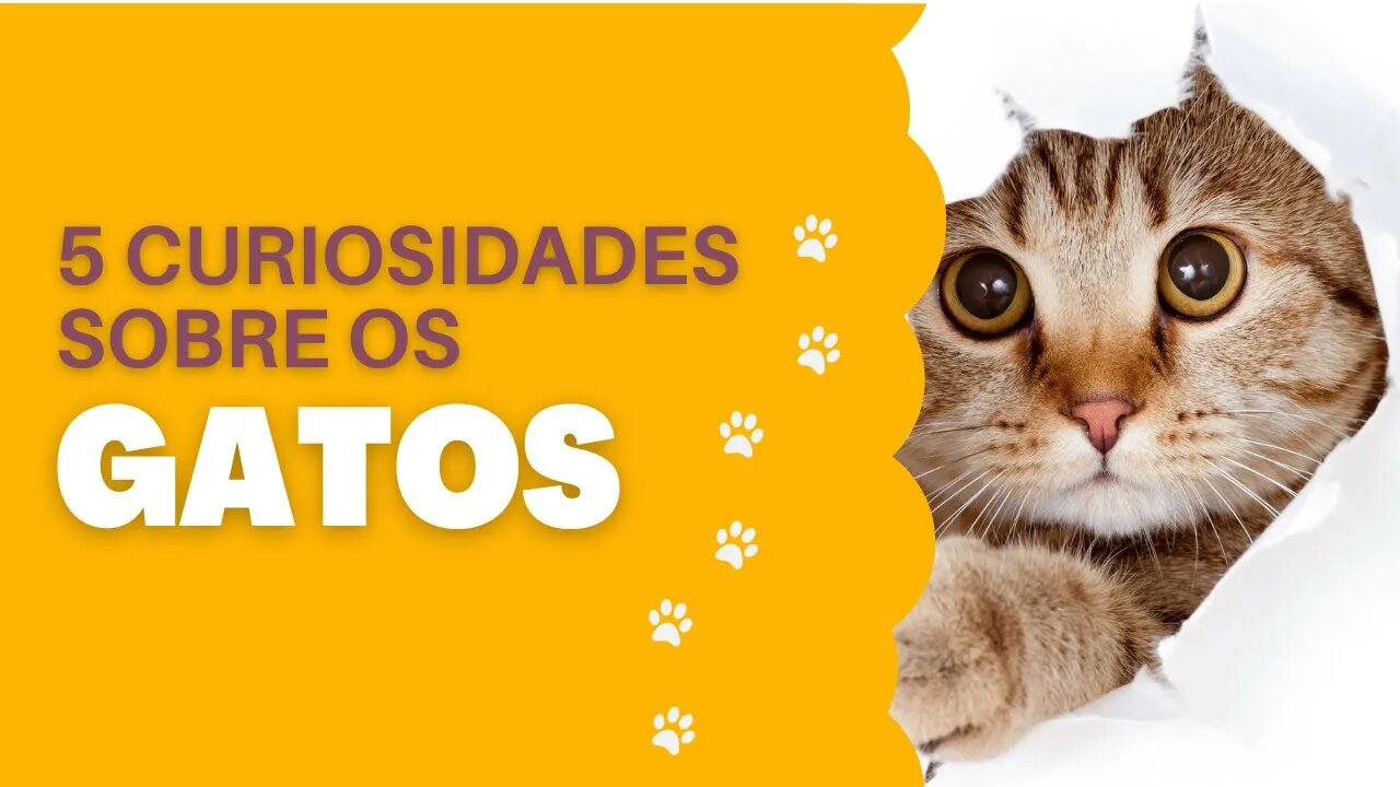 5 CURIOSIDADES SOBRE OS GATOS