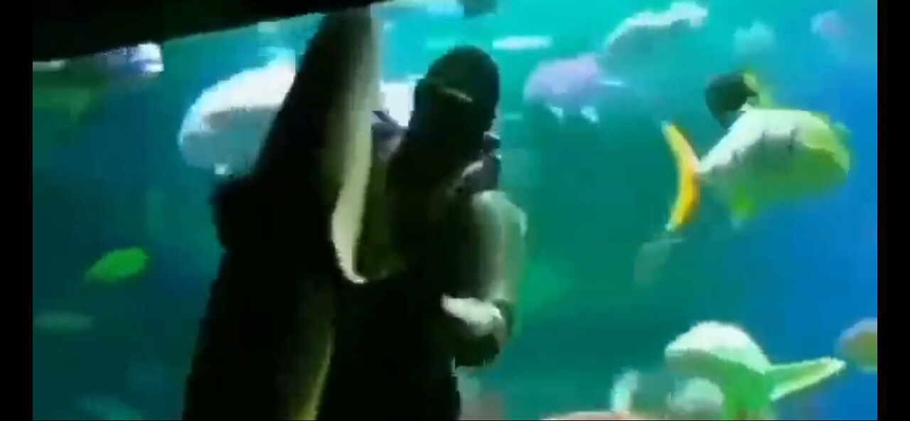 Shark Dancing Interlude