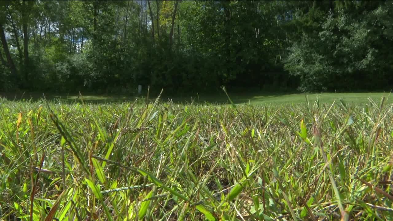 Milwaukee Bucks Trees for Threes program helping kids in NE Wisconsin