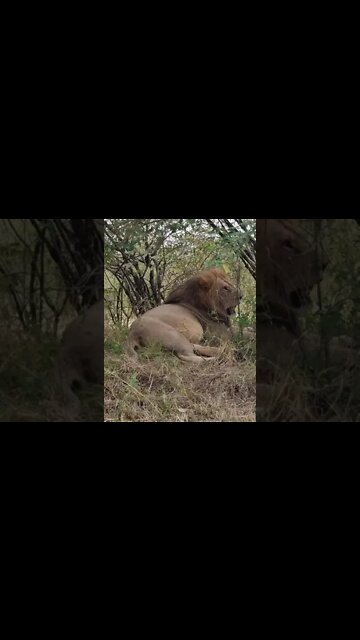 Maasai Mara Sightings Today 20/08/21 (Lions, Cheetah, Leopard, etc) | Zebra Plains | #shorts