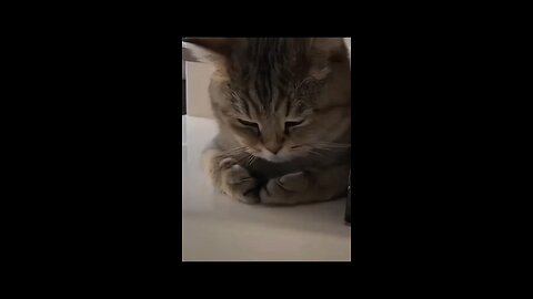 Funny Cats Sleep