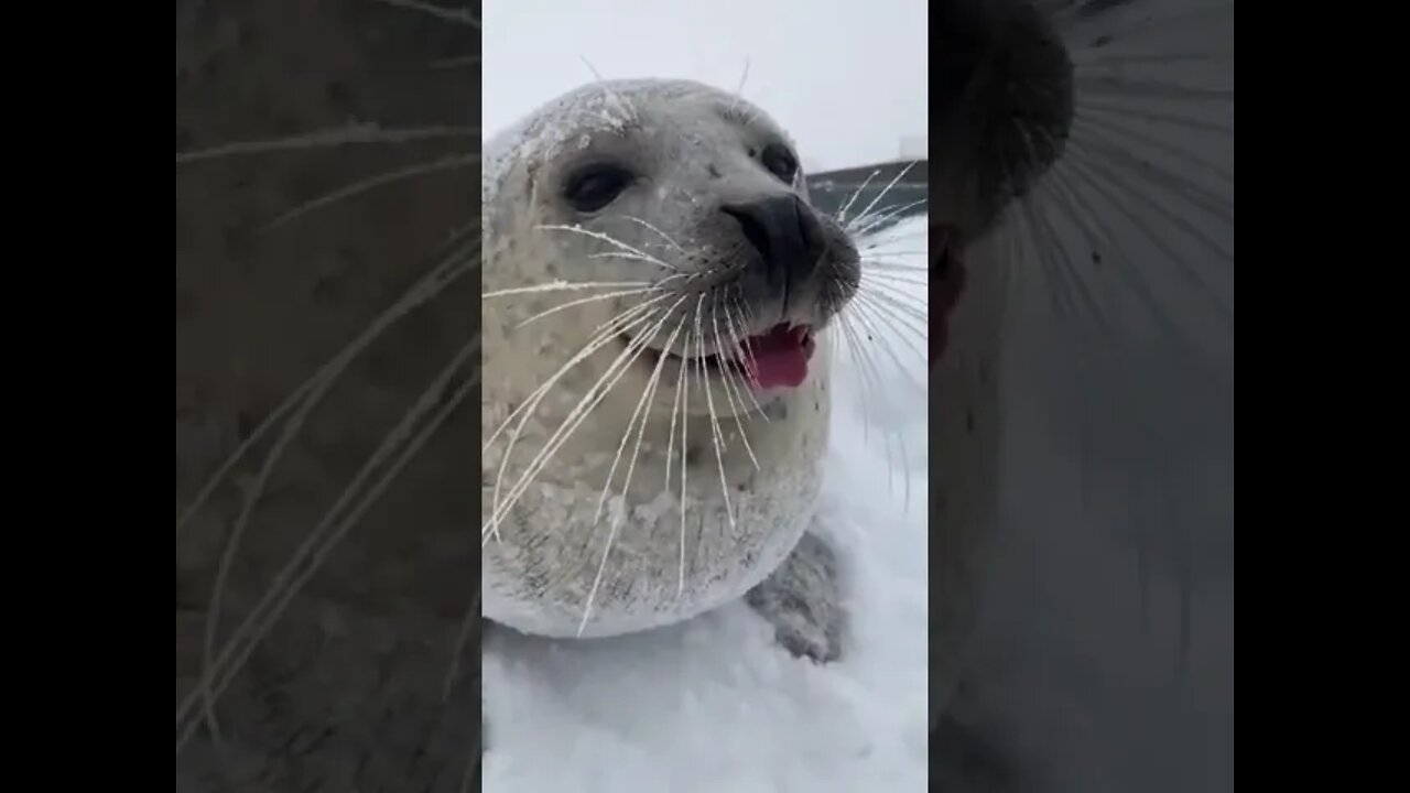 Avast! Ye salty sea dog!