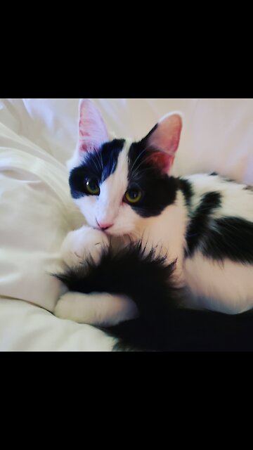 Rebels first Christmas