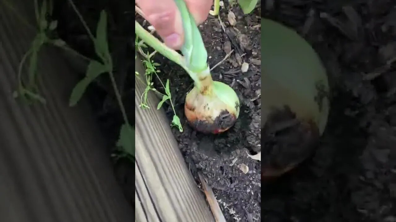 Onions are hereš„¹