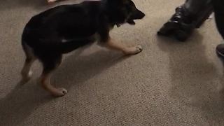 Protective German Shepherd saves girl from vacuum cleaner