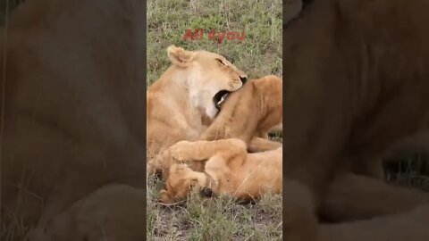 Lion#lion#