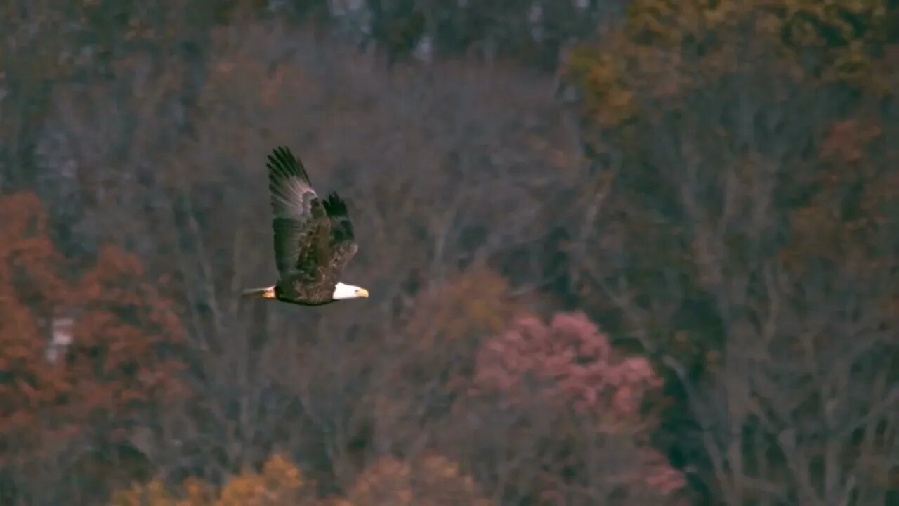 Slow Motion Bald Eagle Soaring 2