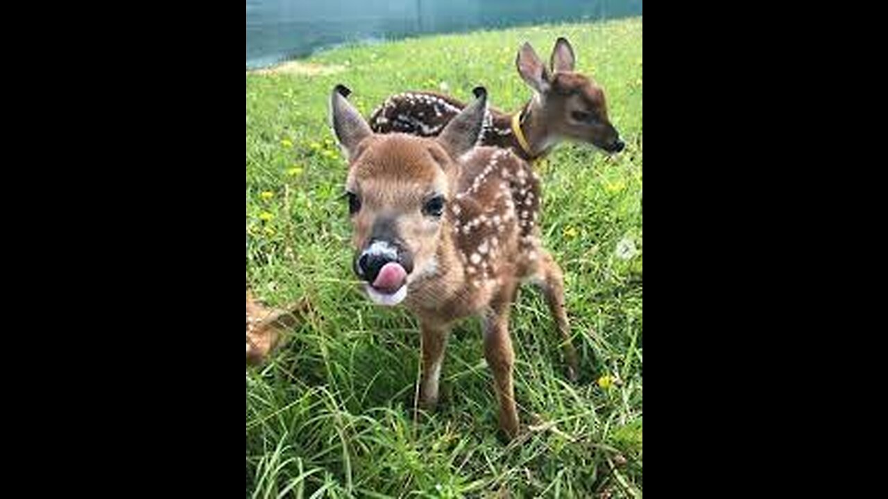 The fawn is a small and friendly sake