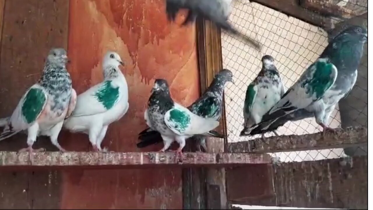 Parvazi young breeder pair and chicks beautiful bestflying