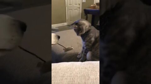 Dog & Cat Playing