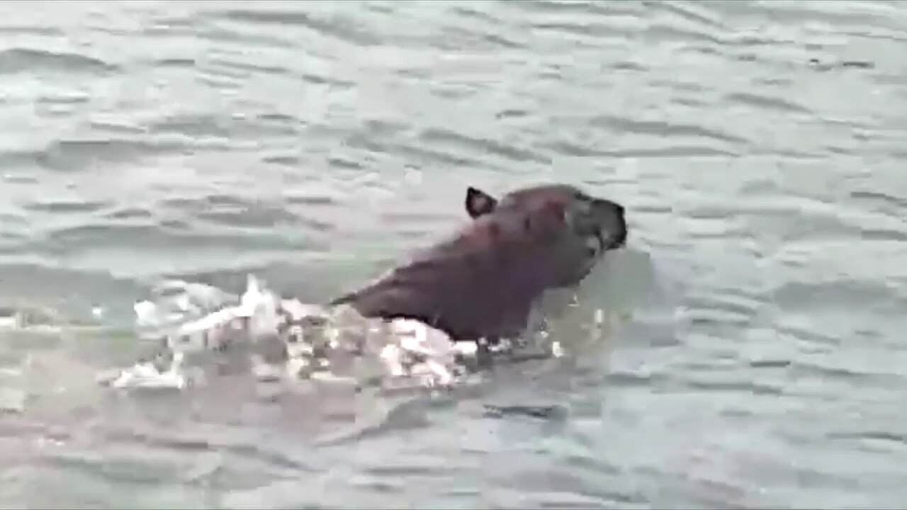 Royal Bengal Tiger Crossing the river at Sundarban Haldibari