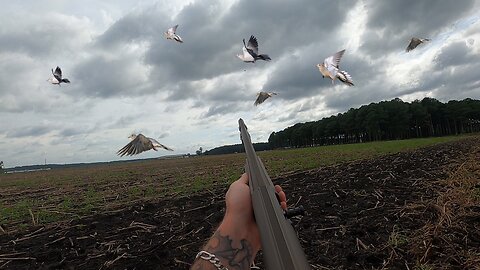 Crazy Dove Hunt with Ducks Unlimited: 63 Doves Down!