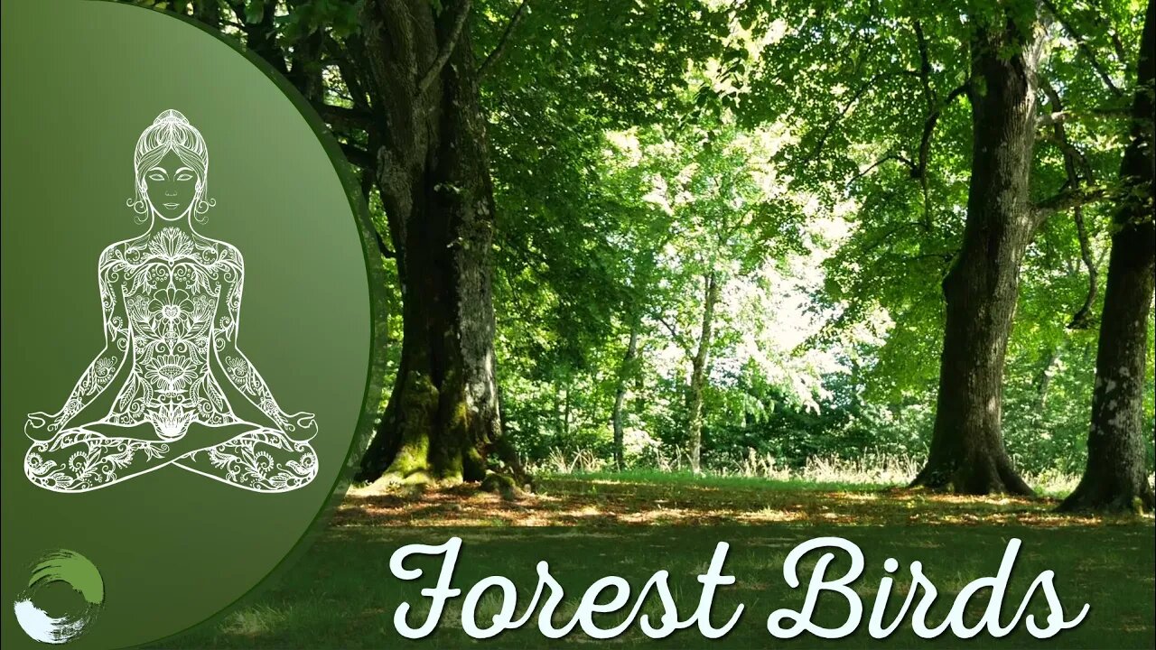 Sound of Birds in a Calm Forest for Relaxation, Studying, Focus, Deep Meditation or Sleeping