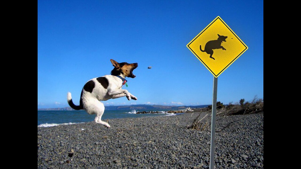 New Funny Animals 😂 Funniest Cats and Dogs Videos 😺🐶