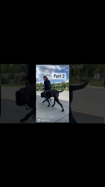 Part 2 - Aggressive English Mastiff