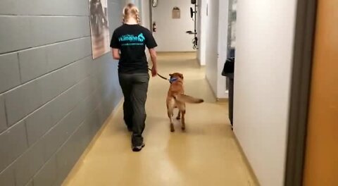 Meatball goes home