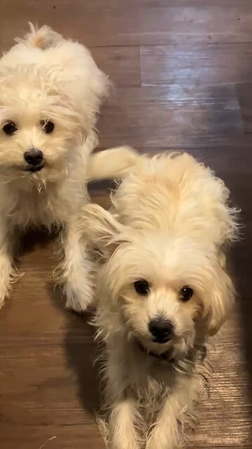 Be like a tree planted Trust in the Lord #hope #bibleverse #maltese psalm #Jesus #God #Jeremiah17 #