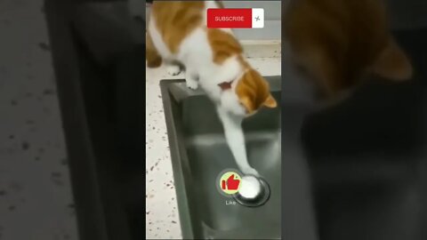 Top Cat Funny | Cute Cat