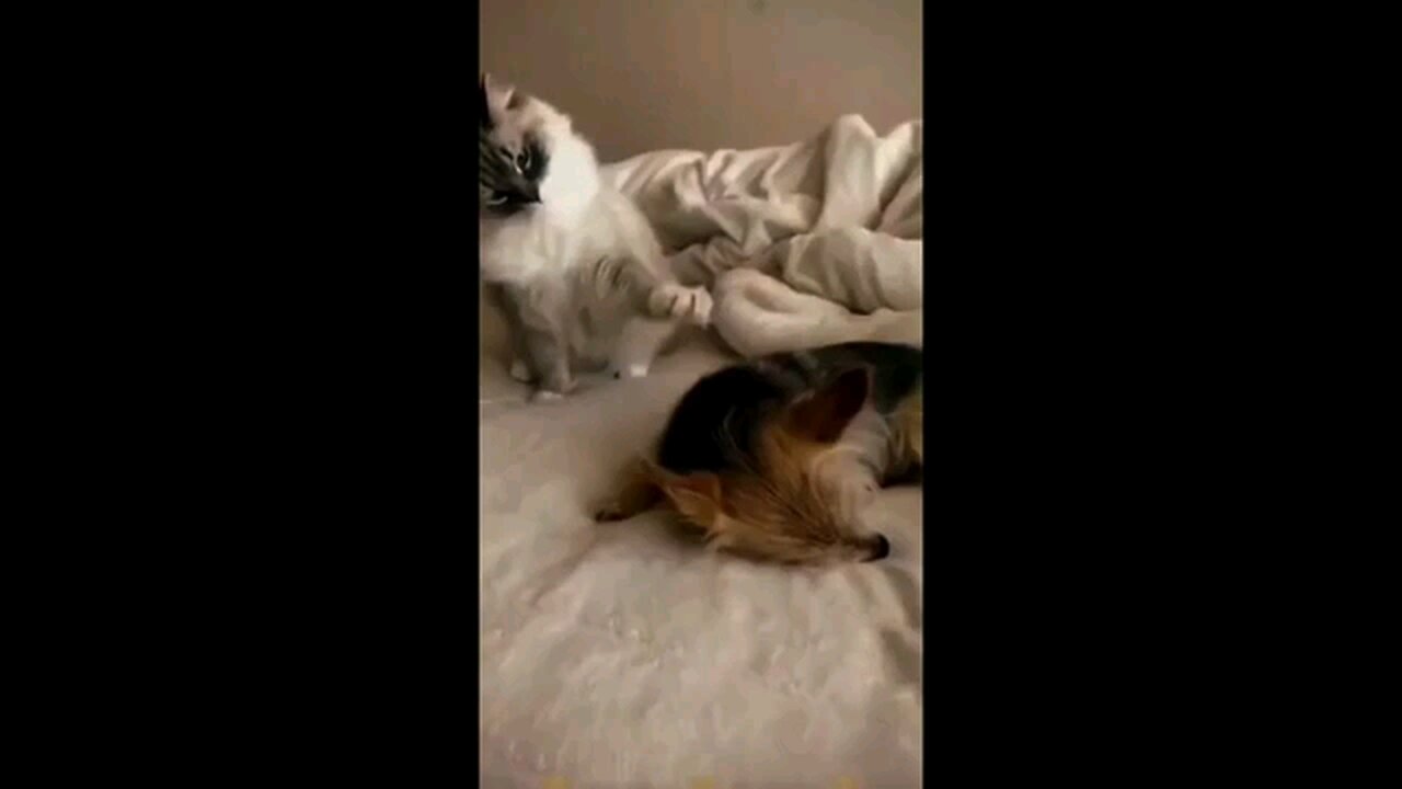 Funny and Cute Cats and Dogs Video