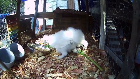 Silkie chicks eating some Curly Dock 9