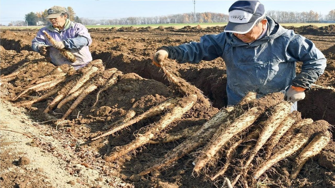 Awesome Japan Agriculture Technology Farmfix: Japanese Yam Farming and Harvesting