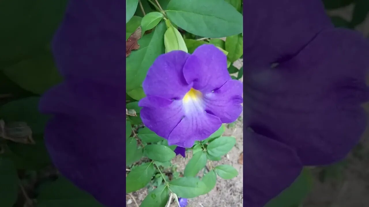 purple flowers #shorts
