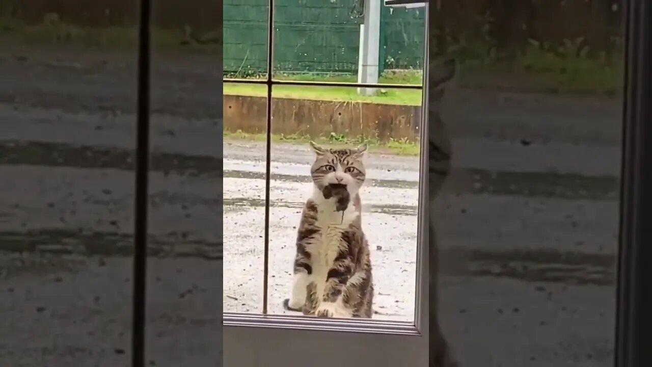 Let me in. I have a present for you