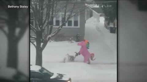 Unicorn spotted clearing Lakewood sidewalks