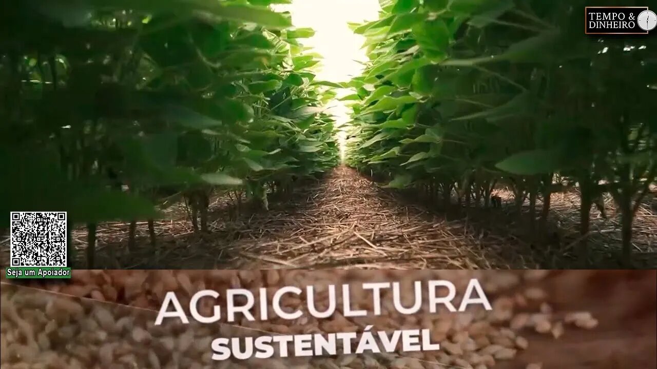 Com palhada cobrindo o solo não há risco de lixiviação, diz especialista da Riza Sementes