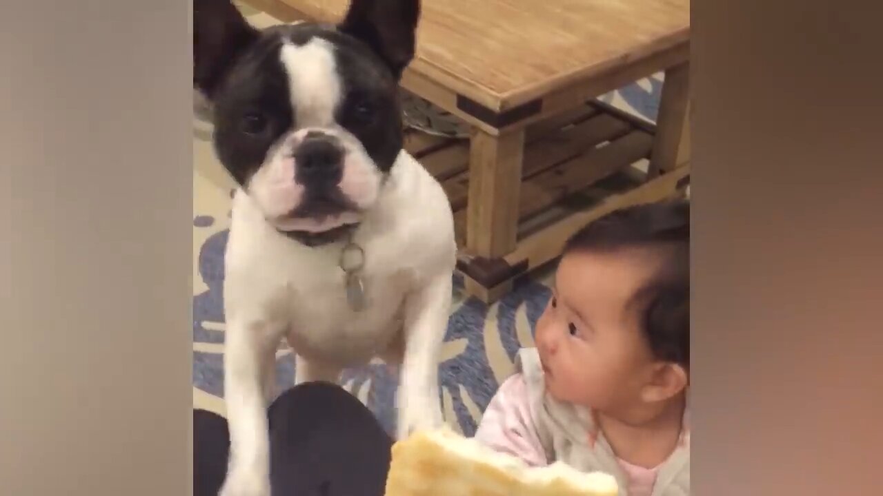 Funny animals video compilation