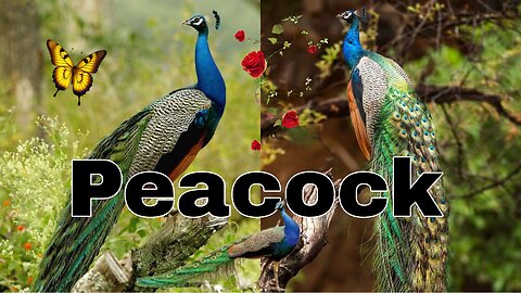 Peacock Opening Feathers | White Peacock