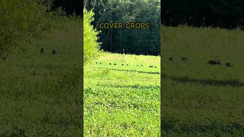 Wild Turkey Poults Love Our Cover Crops