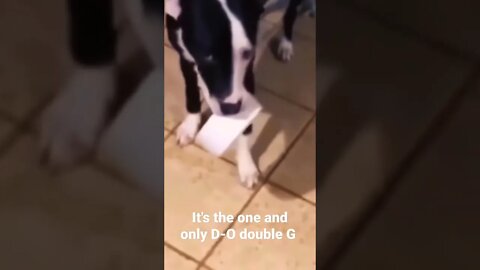 MEME IS the one and only D-O double G #shorts