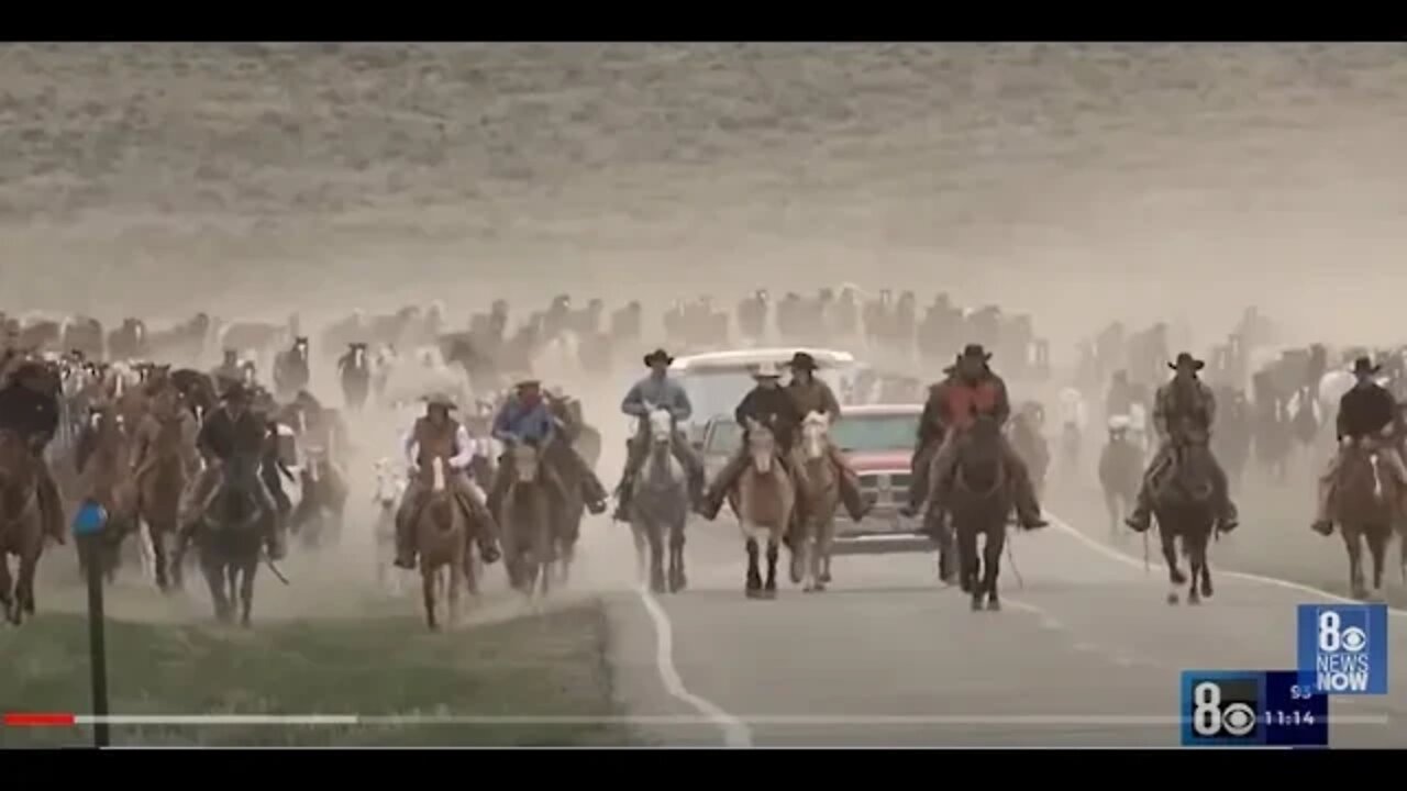 It'll spread like wildfire,' Mustang deaths at BLM corral no surprise at all to wild horse