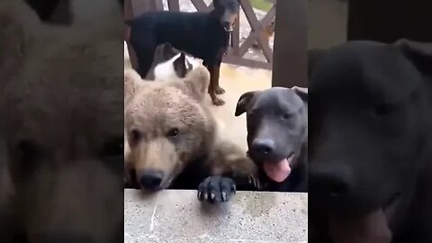 When your dog brings home a friend 🙈🤣 #funnyvideo #petvideos