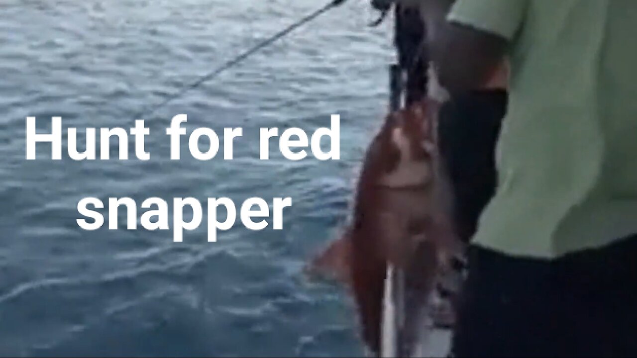 great, many times got red snapper