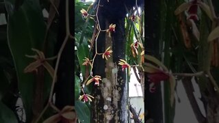 orchid flowers #shorts