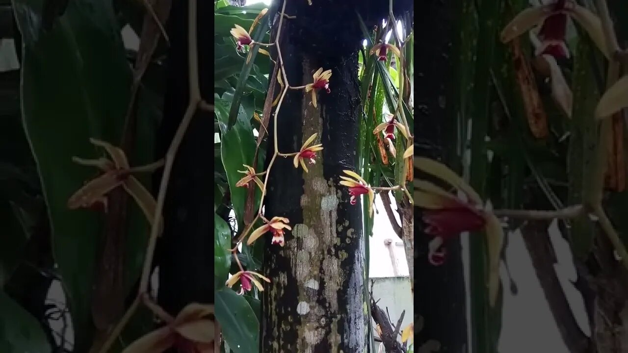 orchid flowers #shorts