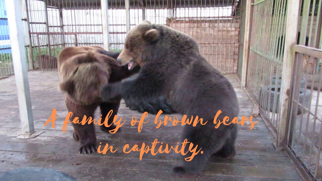 A family of brown bears in captivity.