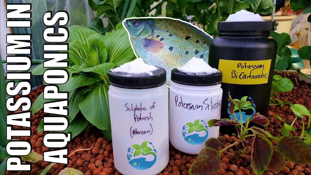 Aquaponics Potassium Deficiencies & Amendments