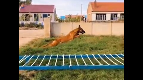 Dogs That Fly - Malinois & Alsatian Dogs Show Their Jumping Agility