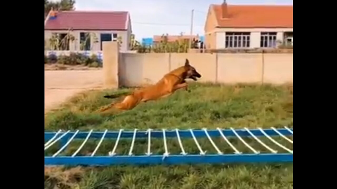 Dogs That Fly - Malinois & Alsatian Dogs Show Their Jumping Agility