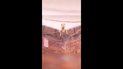 Funny animals-Don't miss it...