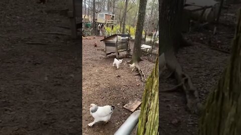 Baby goat playing with chickens