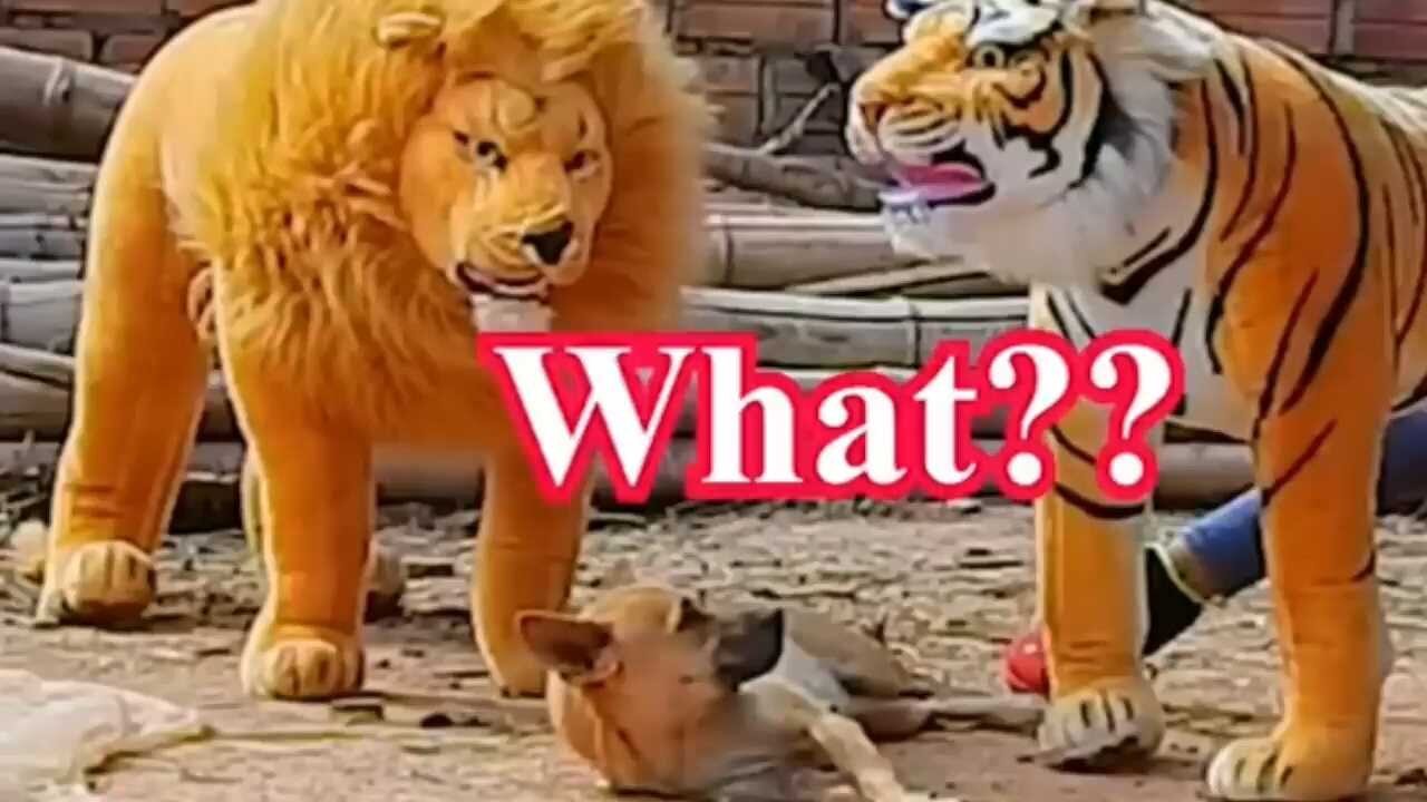 Funny Animals videos / Trolling dogs 😅😅😅 funny videos